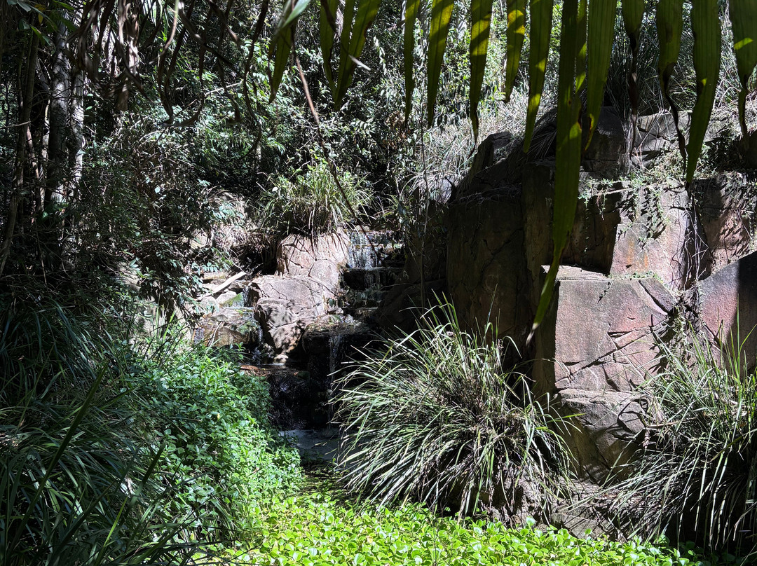 Tamborine Mountain Glow Worm Caves-丹百林山必去景点