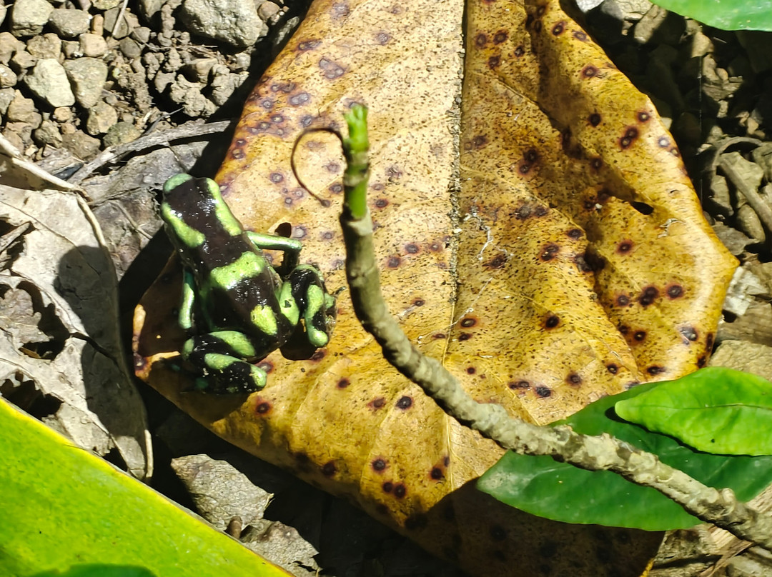Costa Rica Wild Expeditions-希门尼斯港必去景点