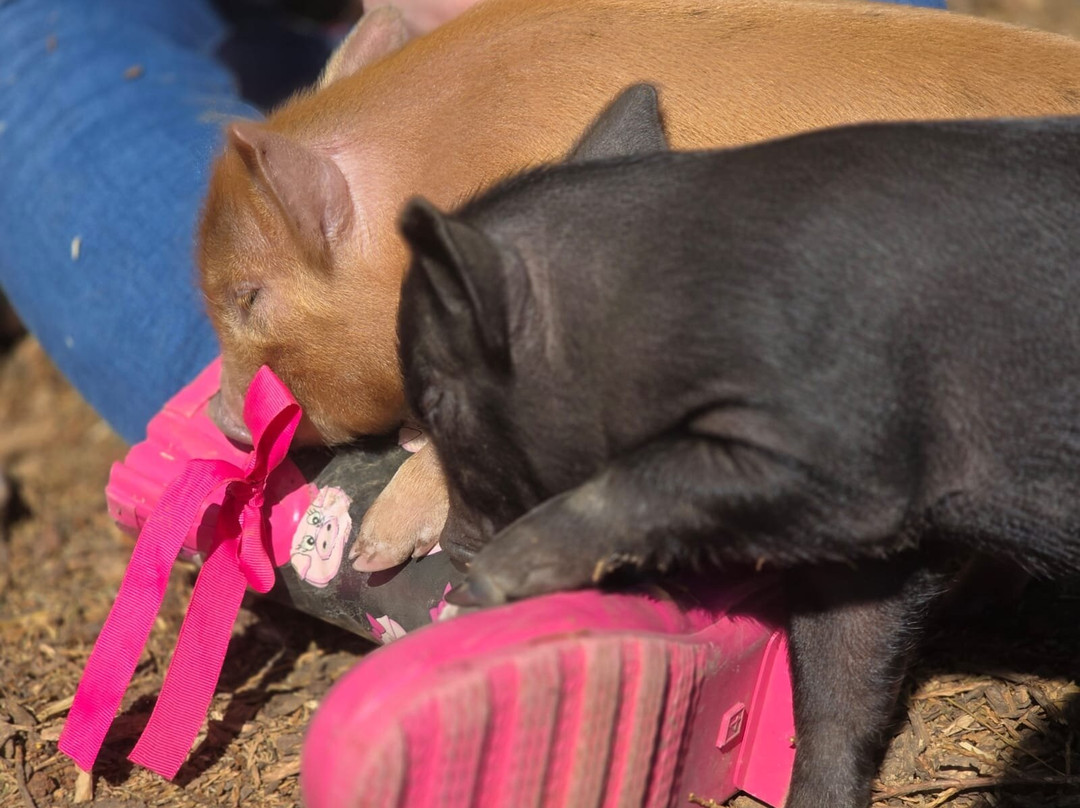 Kew Little Pigs Farm Ltd-Amersham必去景点