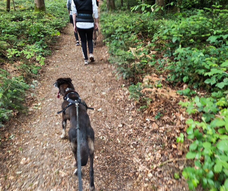 Sled Dog Ride-Saint-Symphorien必去景点