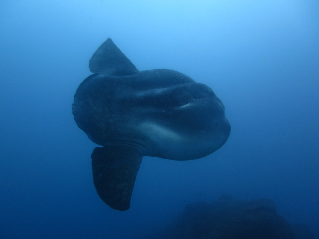 Manta Diving Madeira-Canico必去景点