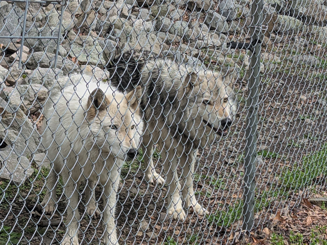 Lakota Wolf Preserve-Columbia必去景点