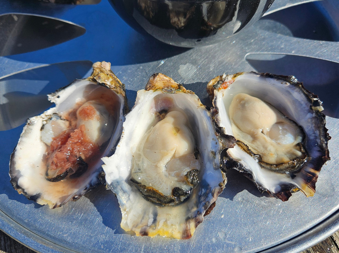 Oyster Bay Tours-科尔斯湾必去景点