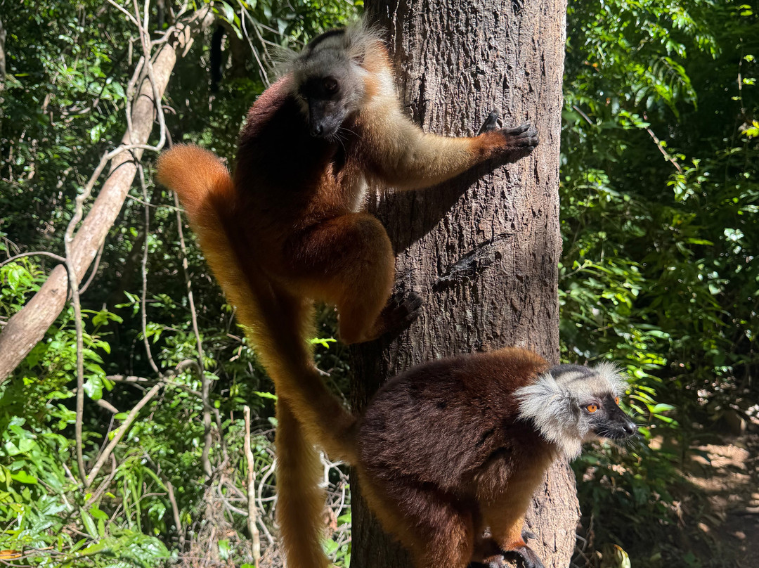 Best Trip Nosybe Madagascar-Madirokely必去景点