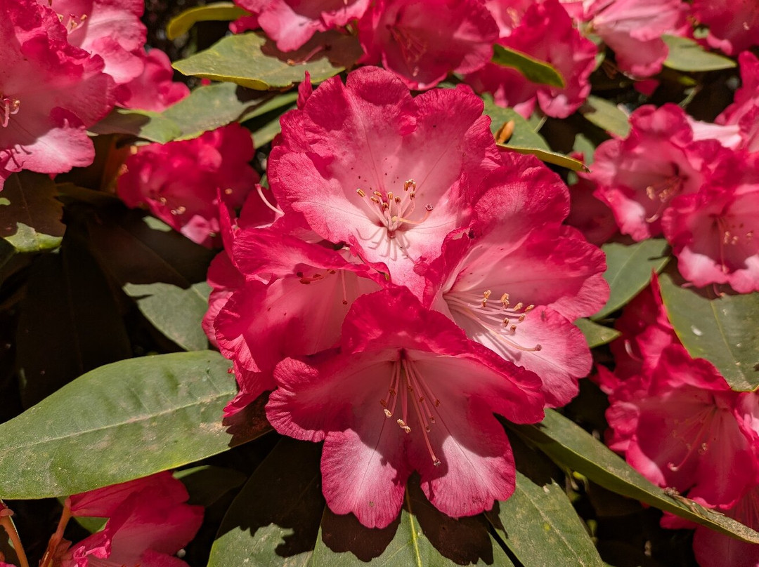 Bowood Woodland Garden-Calne必去景点