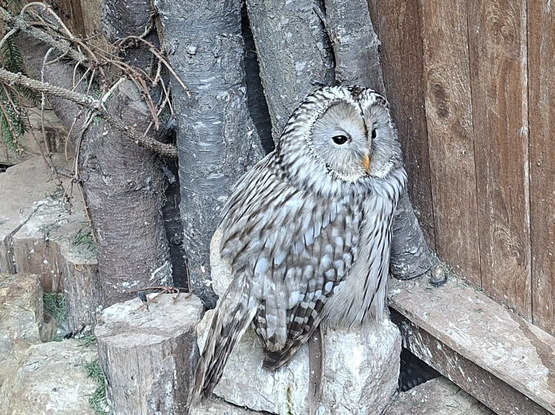 Greifvogelpark-萨尔堡必去景点
