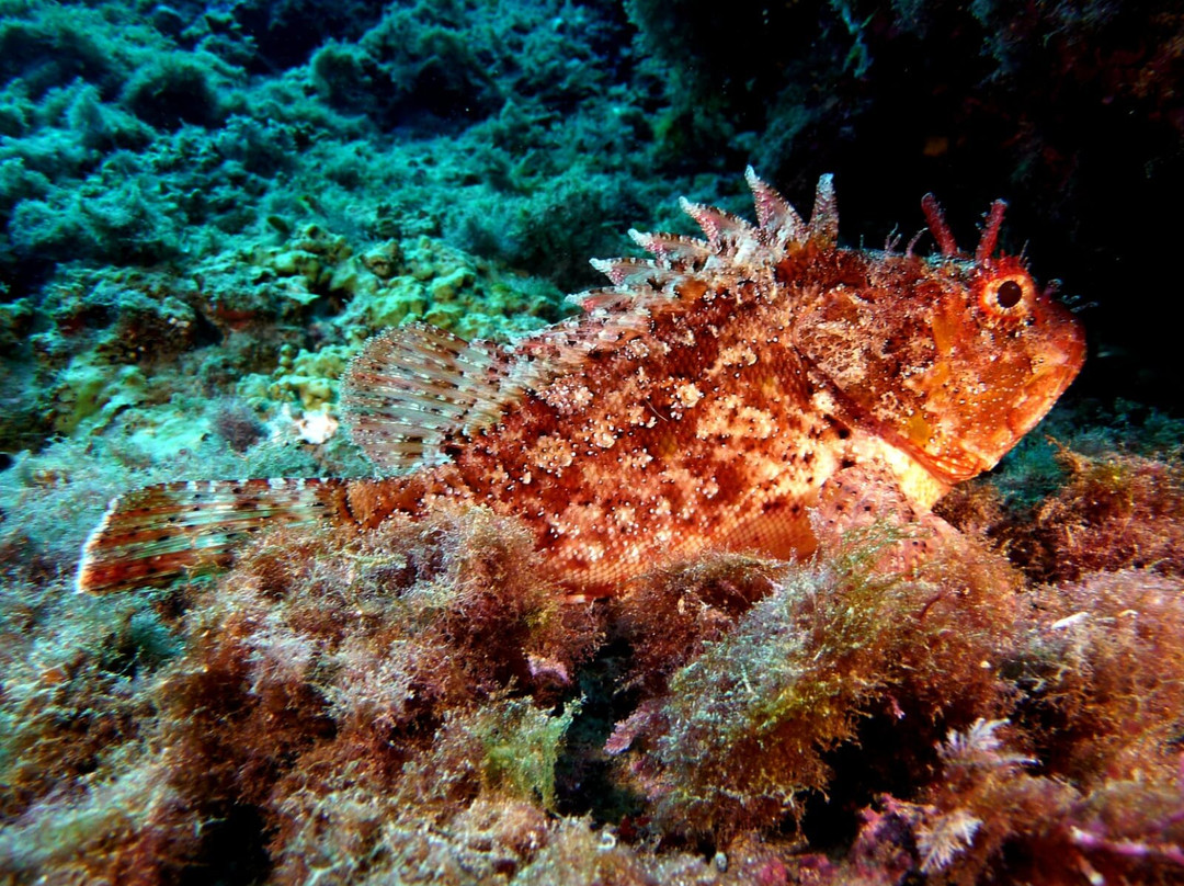 MDS My Diving School-卡拉多尔必去景点
