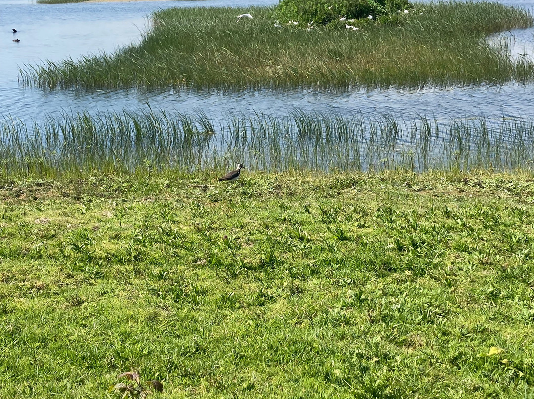 Sandwich Bay Bird Observatory-桑威治必去景点