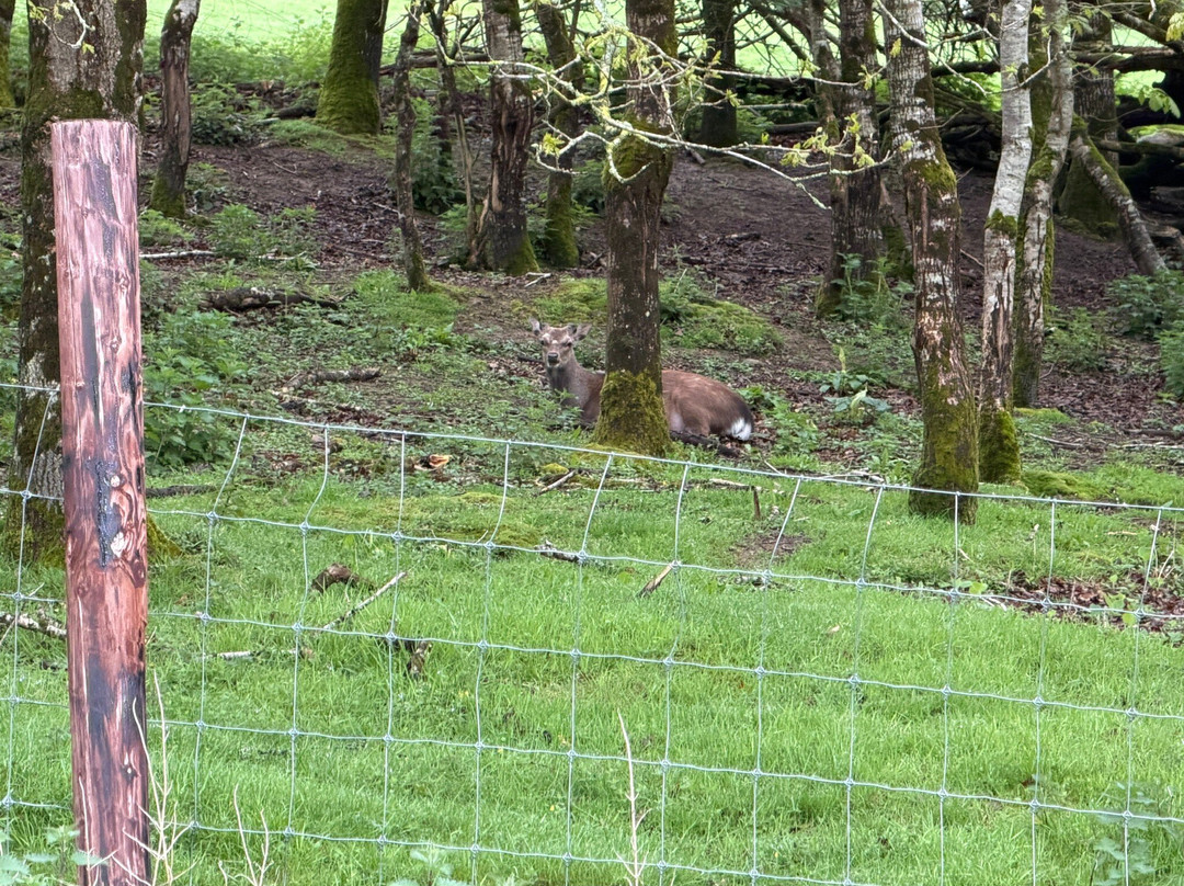Doneraile Wildlife Park-Doneraile必去景点
