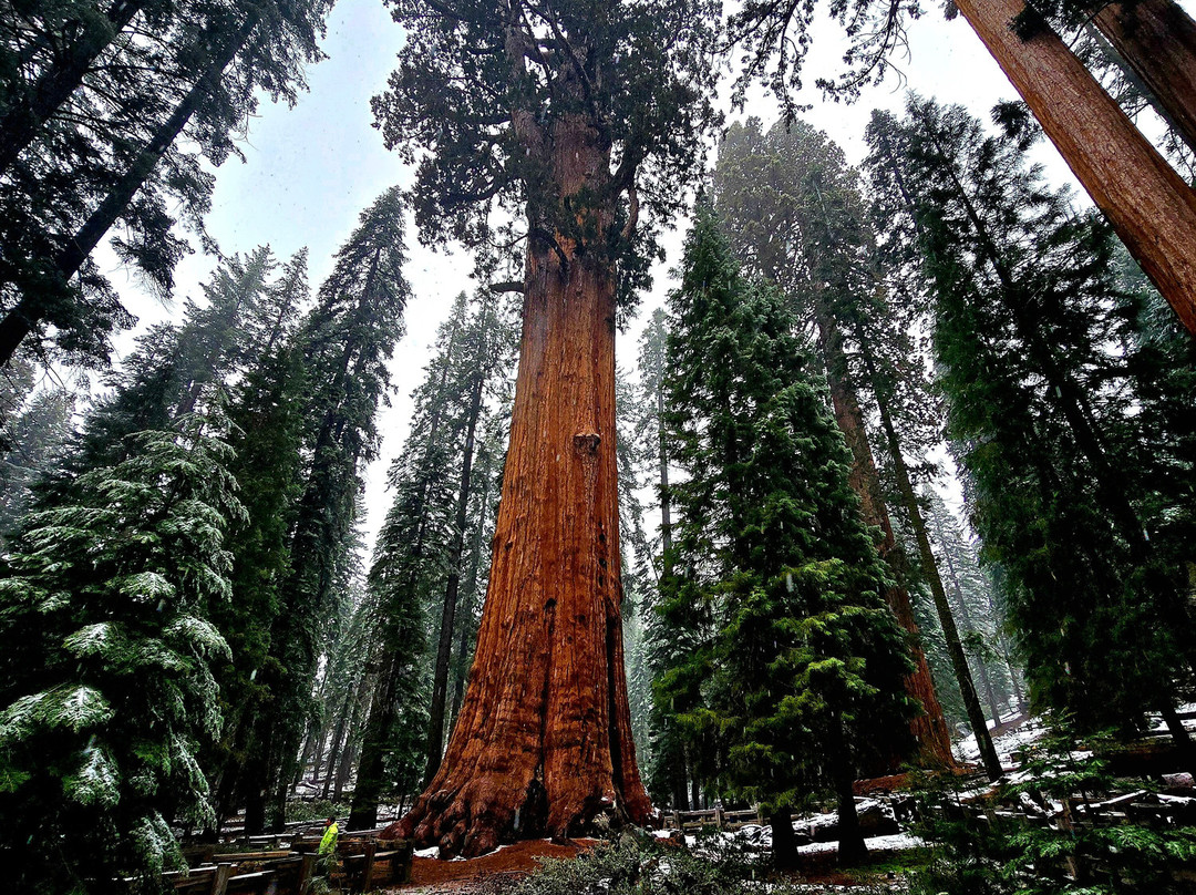 Sequoia National Park-维塞利亚必去景点