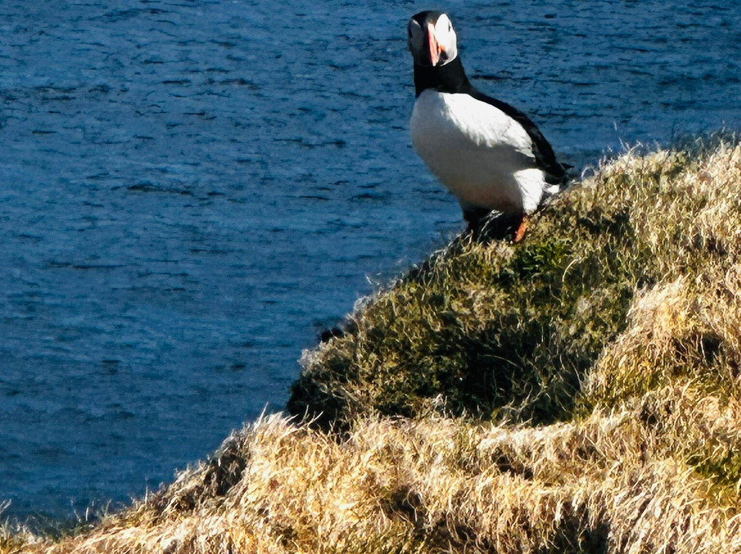 Shetland Explorer Tours-Lerwick必去景点