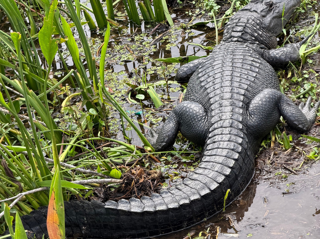 New Orleans Airboat Tours-Marrero必去景点