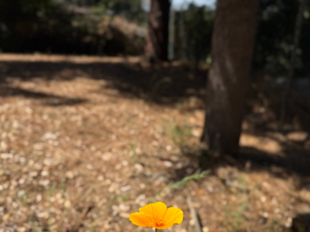 Monrovia Canyon Park-蒙罗维亚必去景点