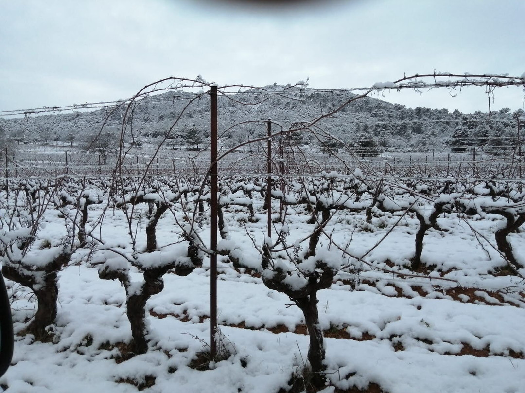 Domaine de Deffends-Saint-Maximin-la-Sainte-Baume必去景点