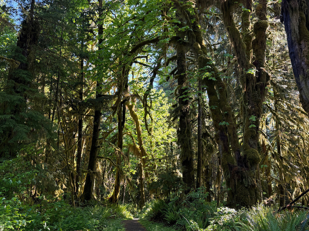 Quinault Rain Forest-奥林匹克国家公园必去景点