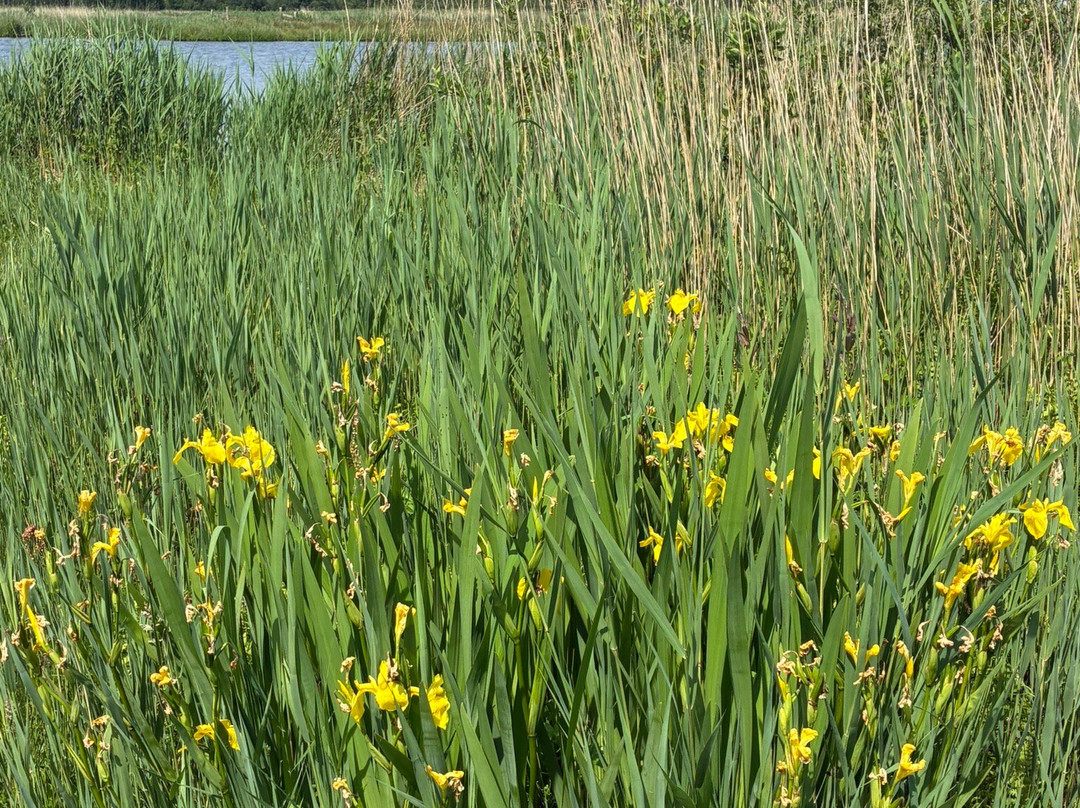Ilperveld-Landsmeer必去景点