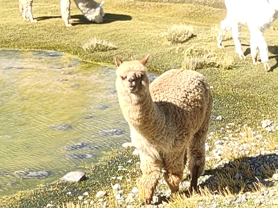Amaranta Travel Peru-Yanque必去景点