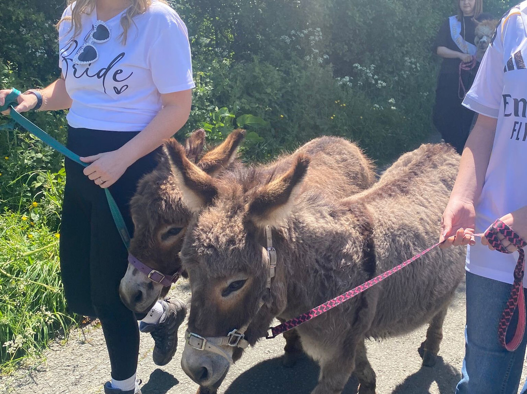 Woolly Experiences Therapy Farm-Mold必去景点