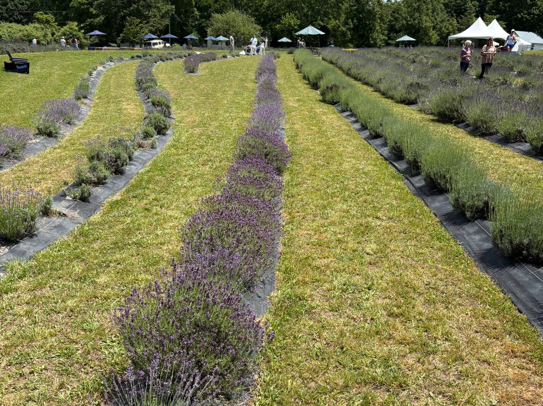Lookout Lavender Farm-Rising Fawn必去景点