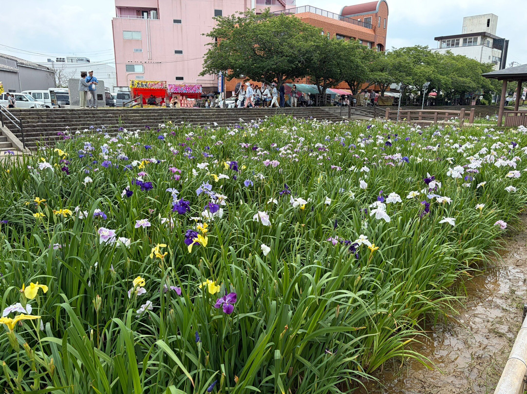 Suigo Itako Ayame Garden-潮来市必去景点