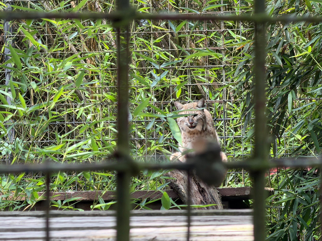 Catty Shack Ranch Wildlife Sanctuary-杰克逊维尔必去景点