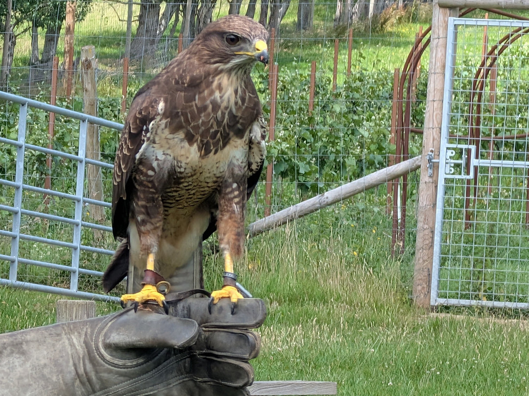 UK Owl And Raptor Centre-Groombridge必去景点