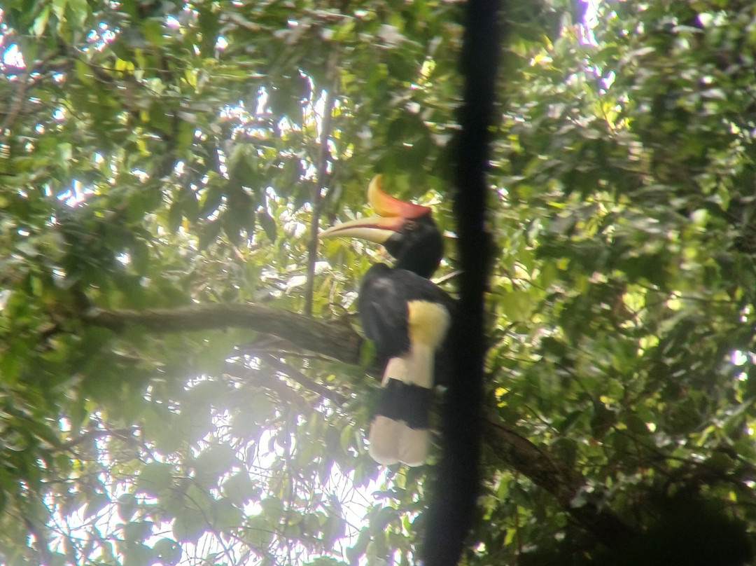 Trekking Orangutan Sumatra-武吉拉旺必去景点