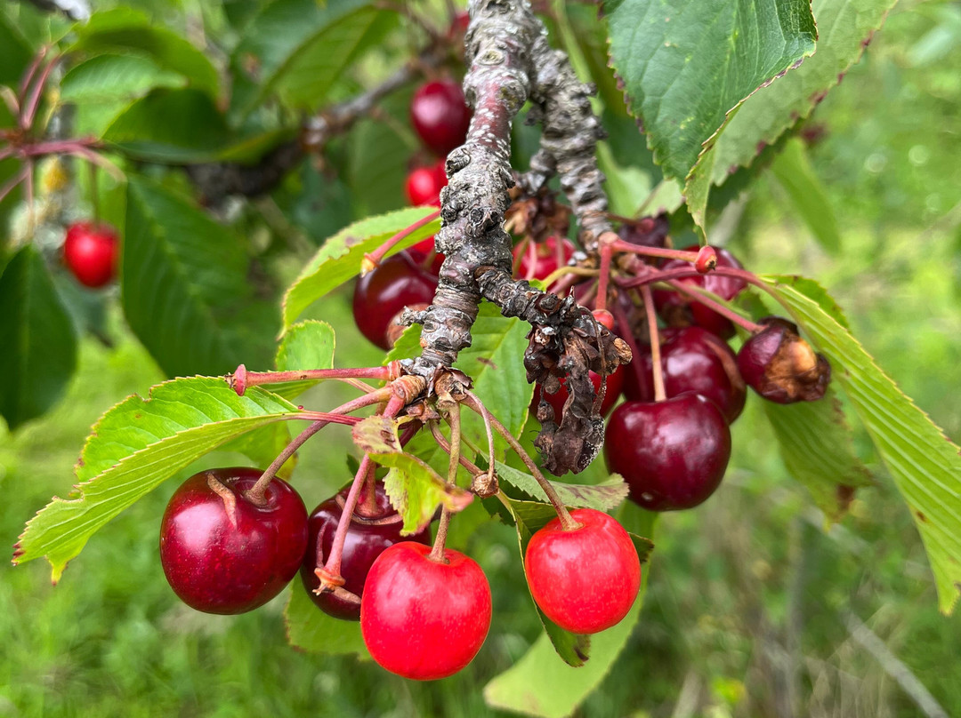 Wester Hardmuir Fruit Farm-奈恩必去景点