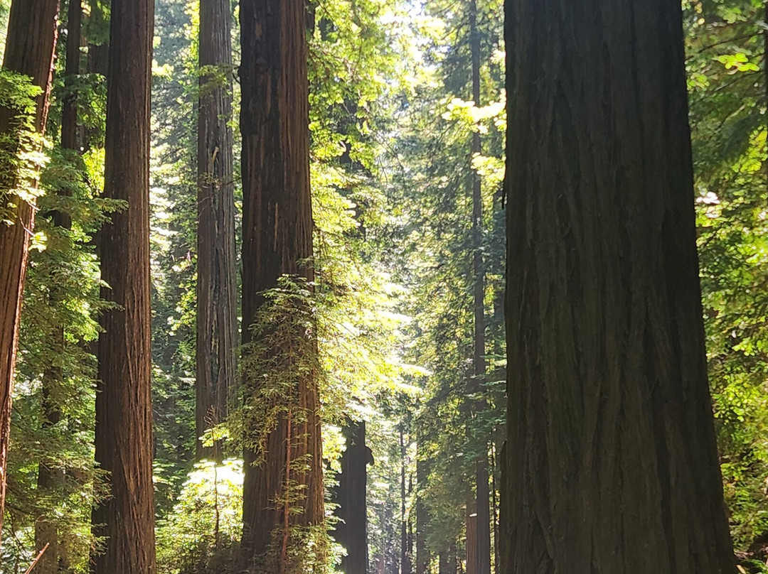 Avenue of the Giants-洪堡县必去景点