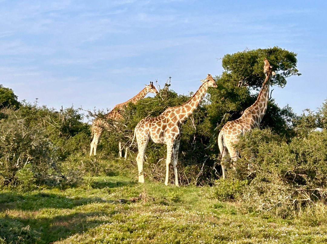 Schotia Safaris Private Game Reserve-伊丽莎白港必去景点