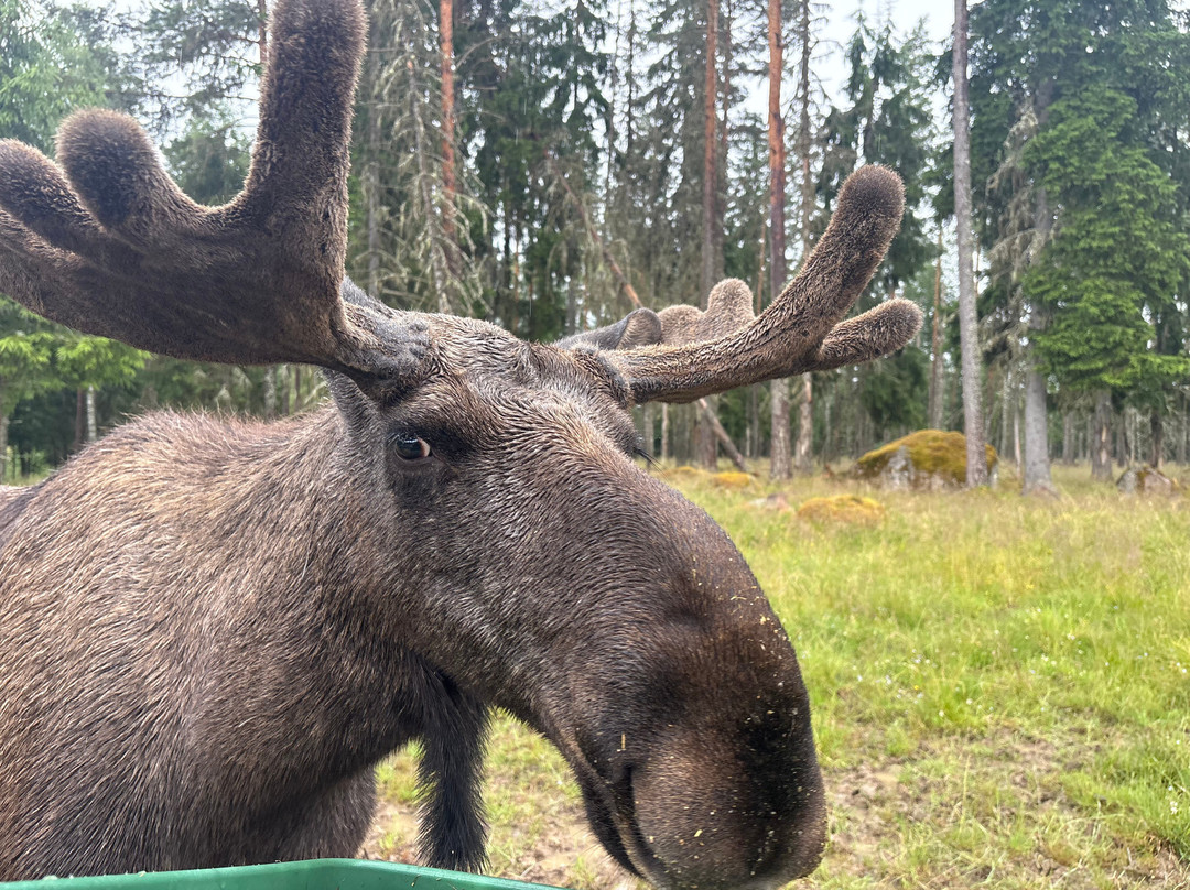 Varmlands Moose Park-Eksharad必去景点