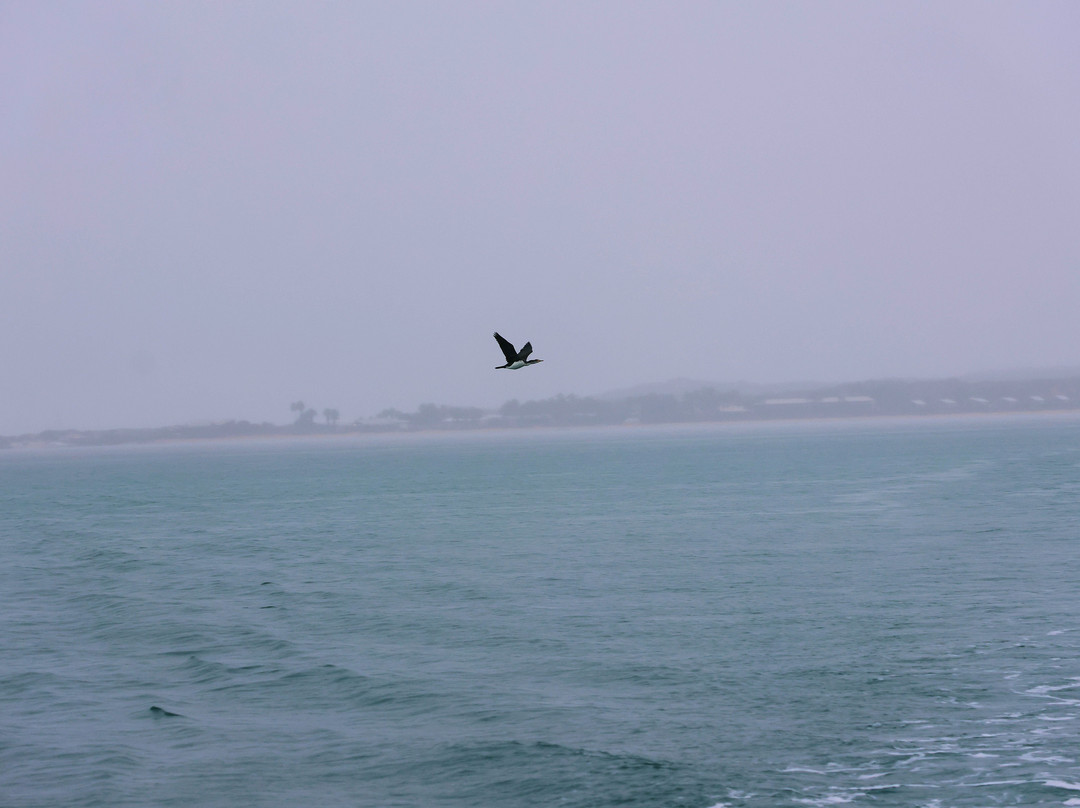 Perfect Nature Cruises-Monkey Mia必去景点