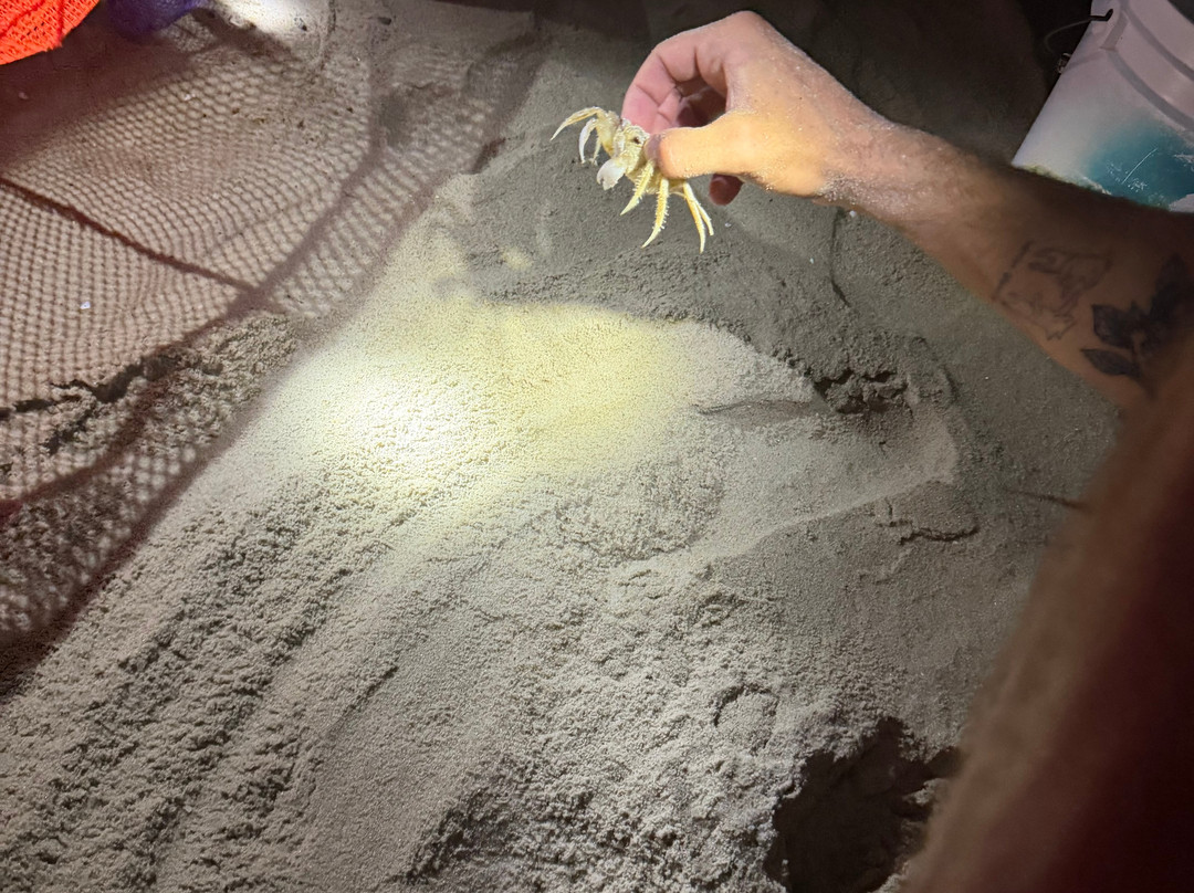 Ghost Crab Quest-Kitty Hawk必去景点