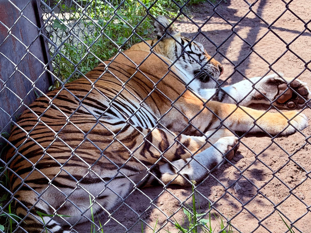 Catty Shack Ranch Wildlife Sanctuary-杰克逊维尔必去景点