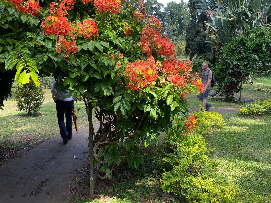 Royal Botanic Gardens Peradeniya-康提必去景点