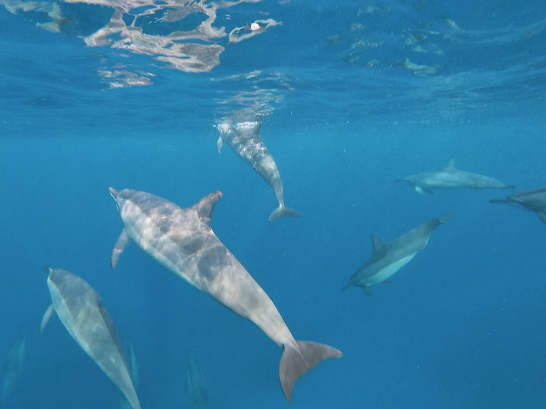 Dolphin Warrior-La Gaulette必去景点