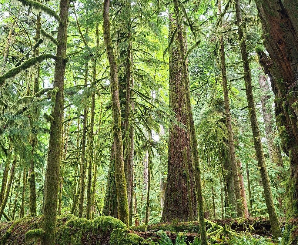 Cathedral Grove-艾伯尼港必去景点