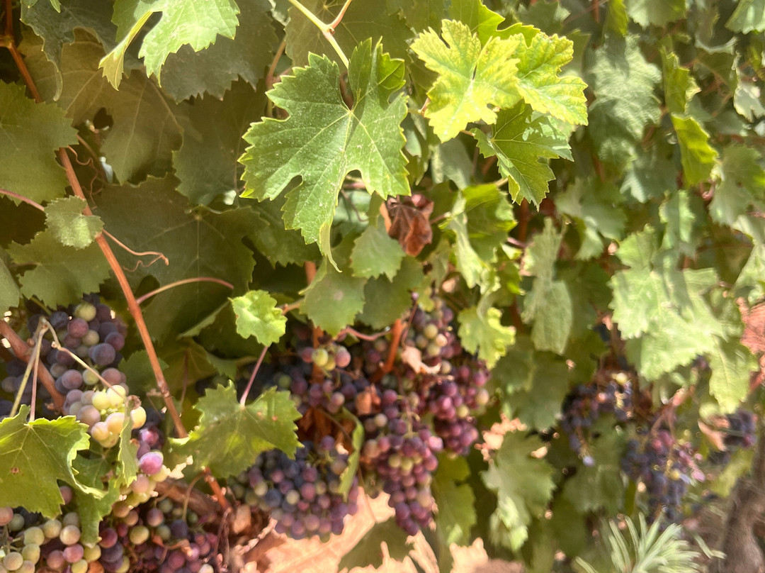 Ta' Betta Wine Estates-Siggiewi必去景点