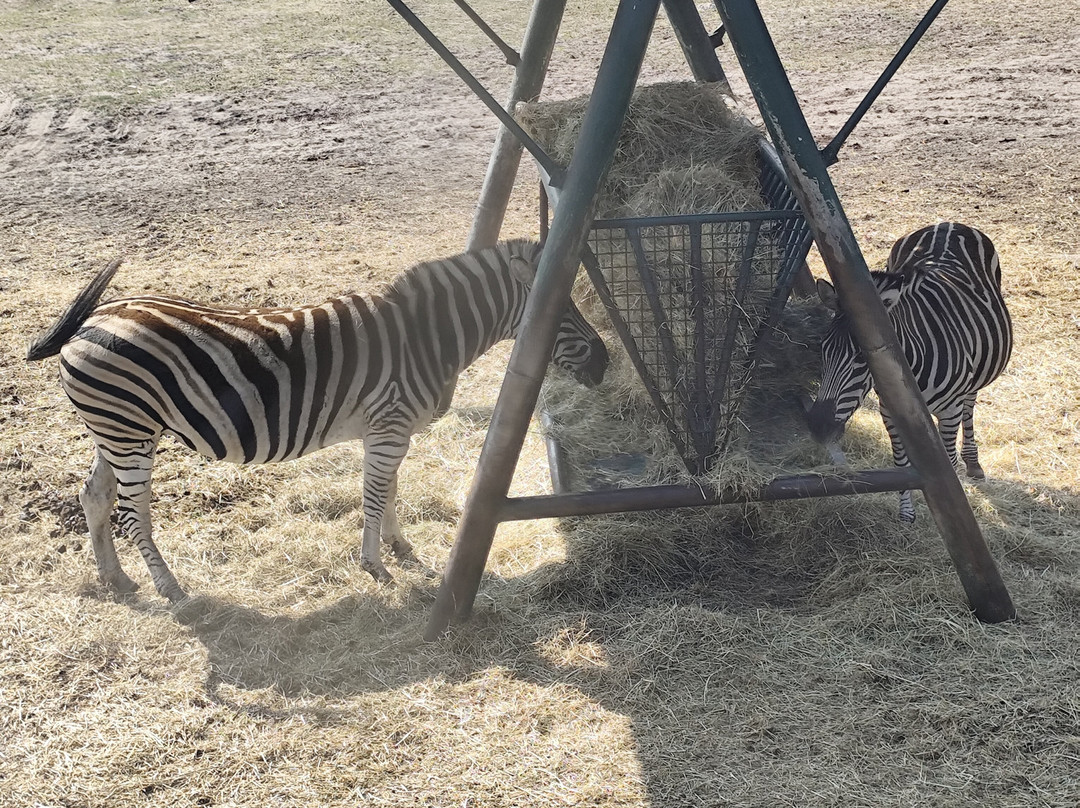 Serengeti-park Hodenhagen-Hodenhagen必去景点