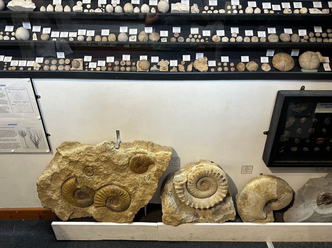 Dinosaurland Fossil Museum-莱姆里杰斯必去景点