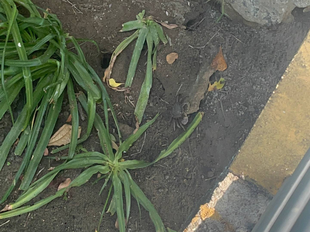 帕斯库达紫水晶度假村主图