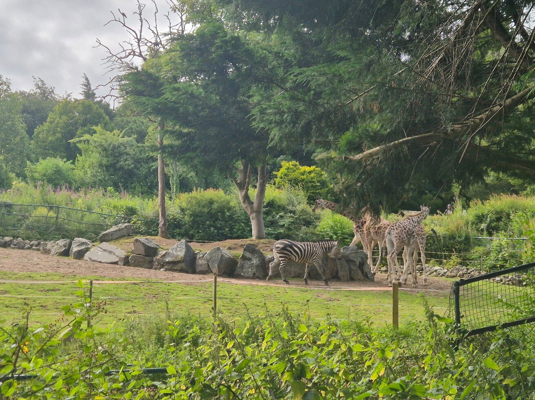 Belfast Zoo-Newtownabbey必去景点