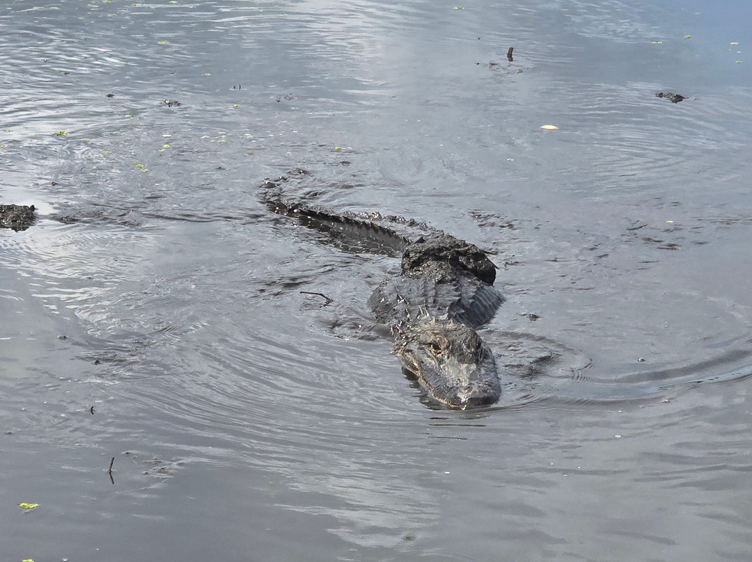 Ragin Cajun Airboat Tours-新奥尔良必去景点