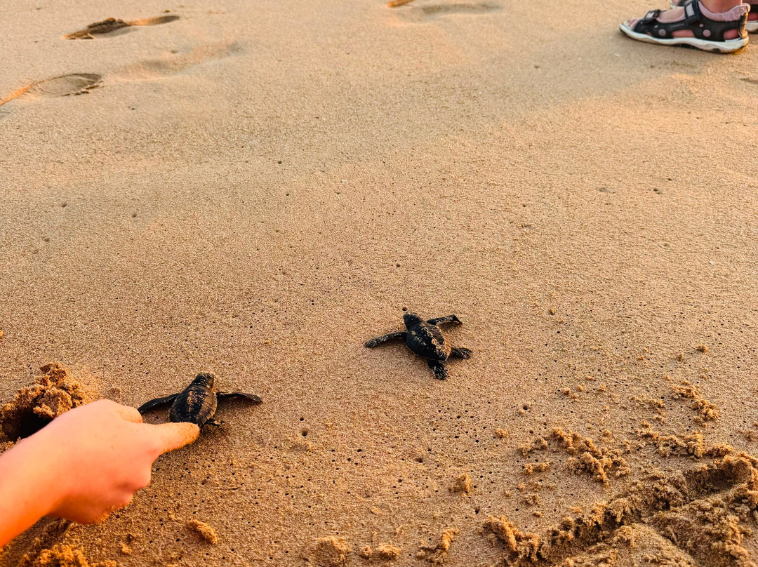 Sea Turtle Farm Galle Mahamodara-加勒必去景点
