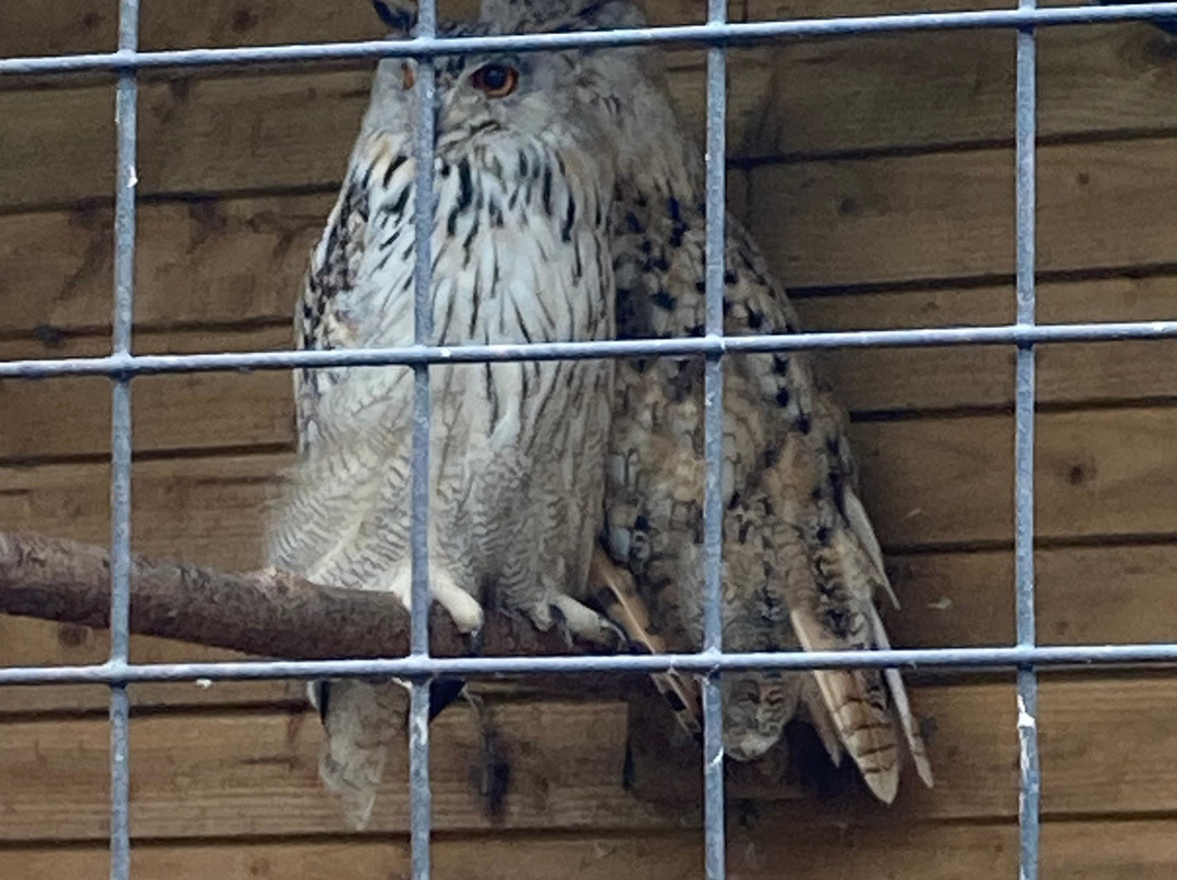 Cheshire Falconry-Northwich必去景点