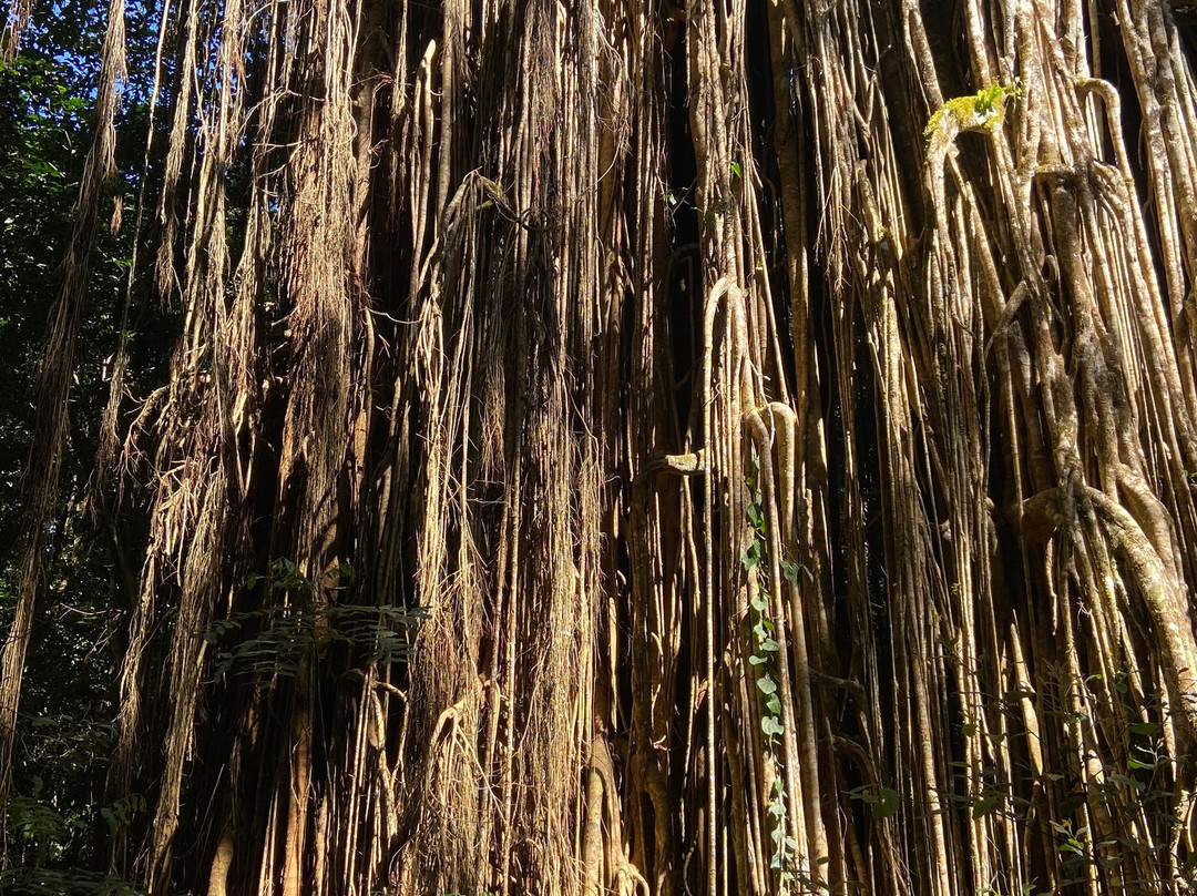 Cathedral Fig Tree-Yungaburra必去景点