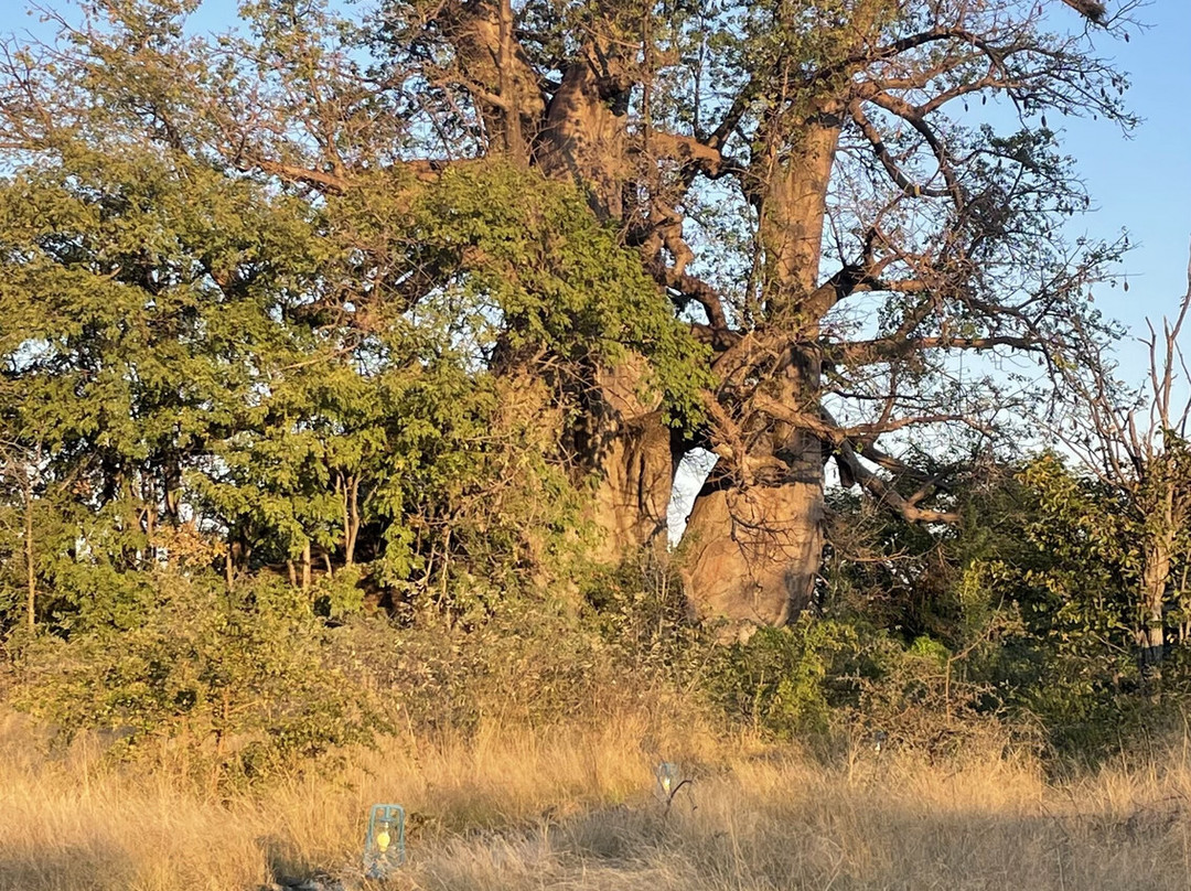 Planet Baobab-Gweta必去景点
