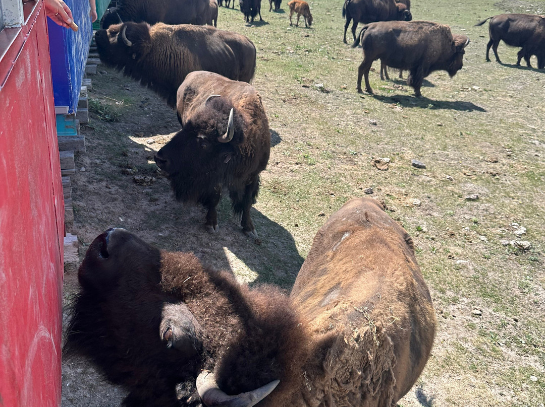 Terry Bison Ranch Resort-夏延必去景点