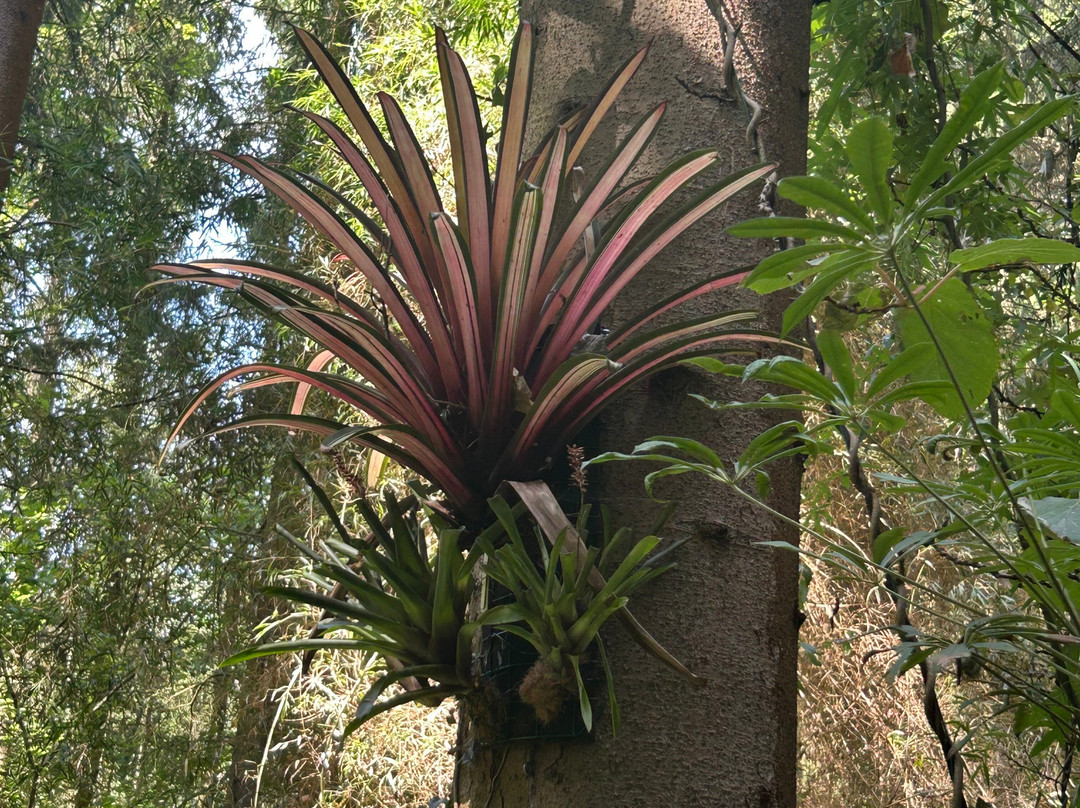 Jungle Garden-Eu必去景点