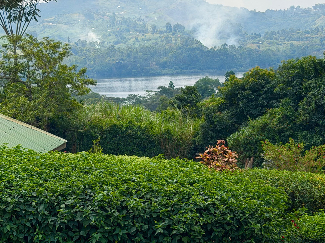 Chimpanzee Forest Lodge.主图